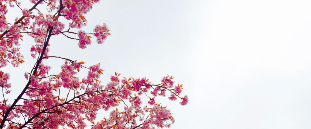 flowering spring trees